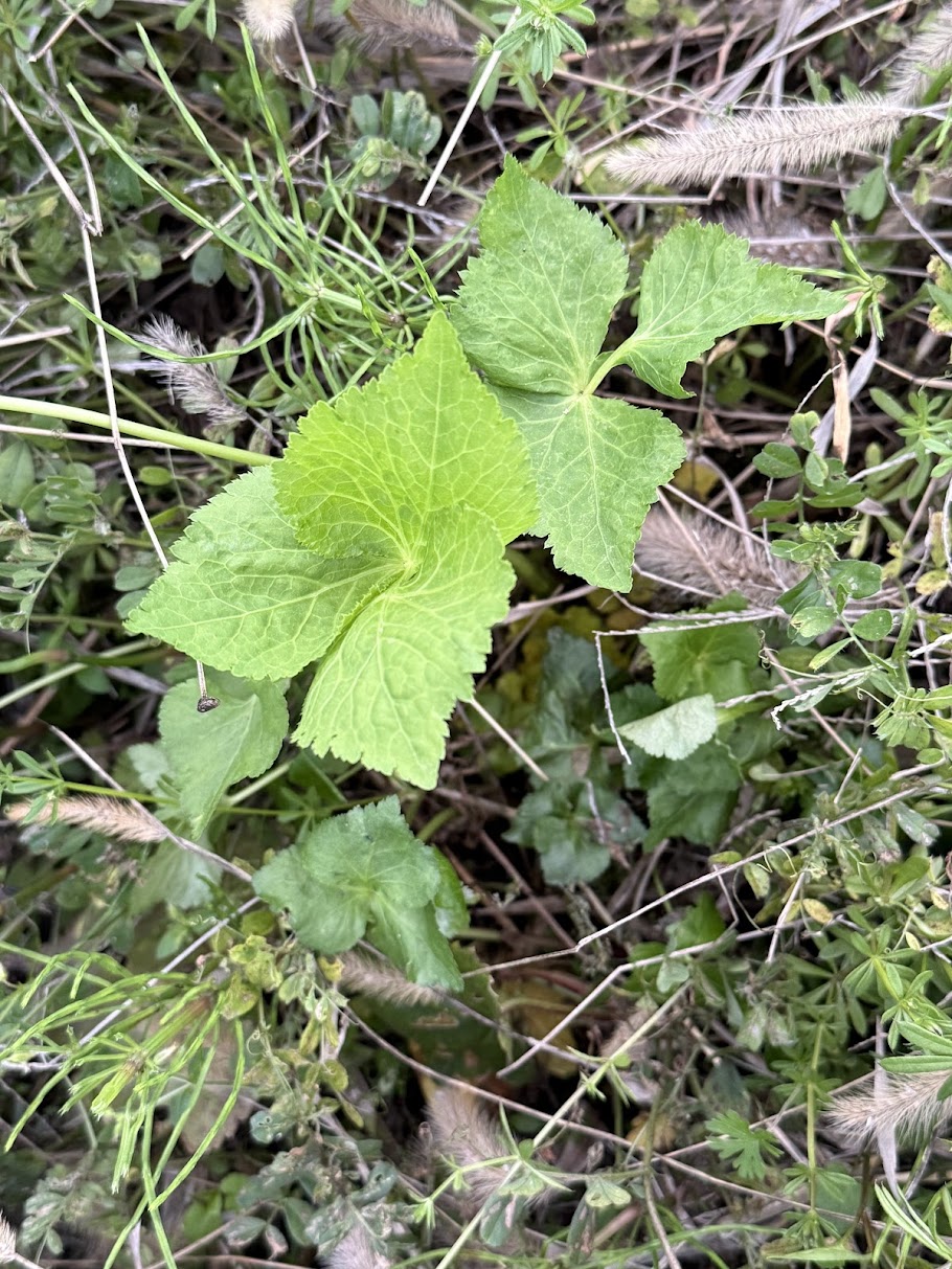 草の中から芽を出す若い苗——不耕起・無肥料でも植物は育つ